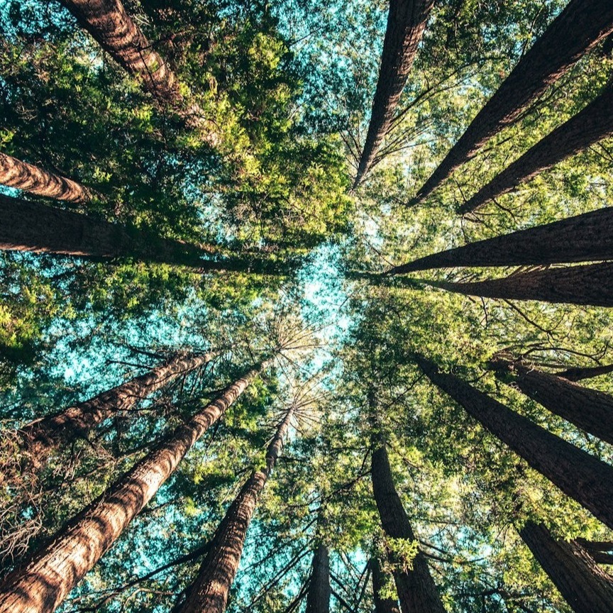 imagem floresta Aláfia consultoria em sustentabilidade